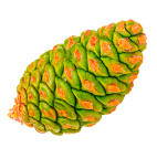shape3